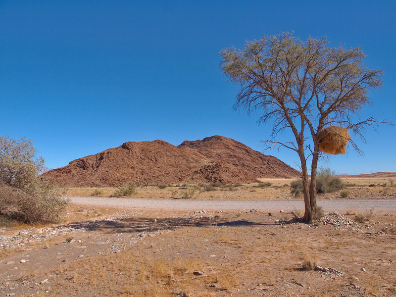 Weaver bird, Namib Desert